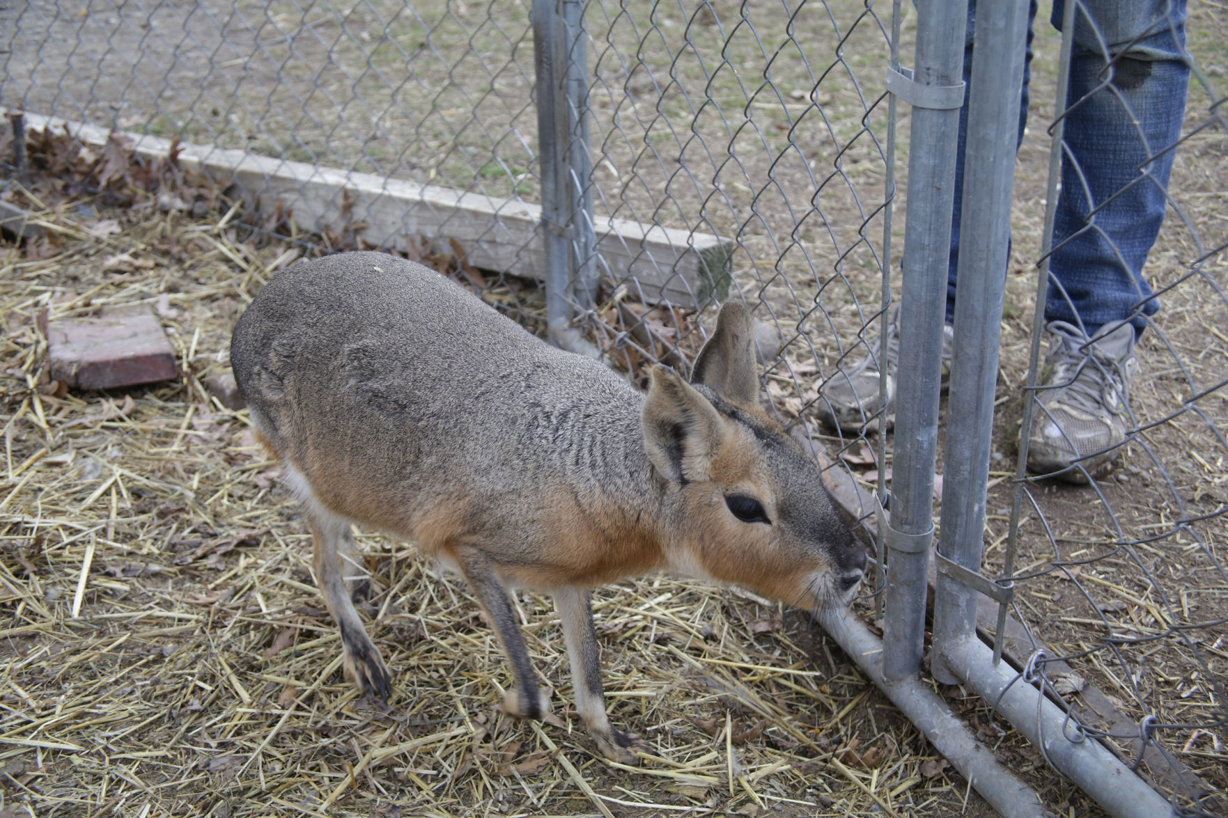 Erin's Farm animal sanctuary